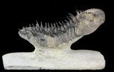 Excellent Spiny Drotops Armatus Trilobite - #57773-3